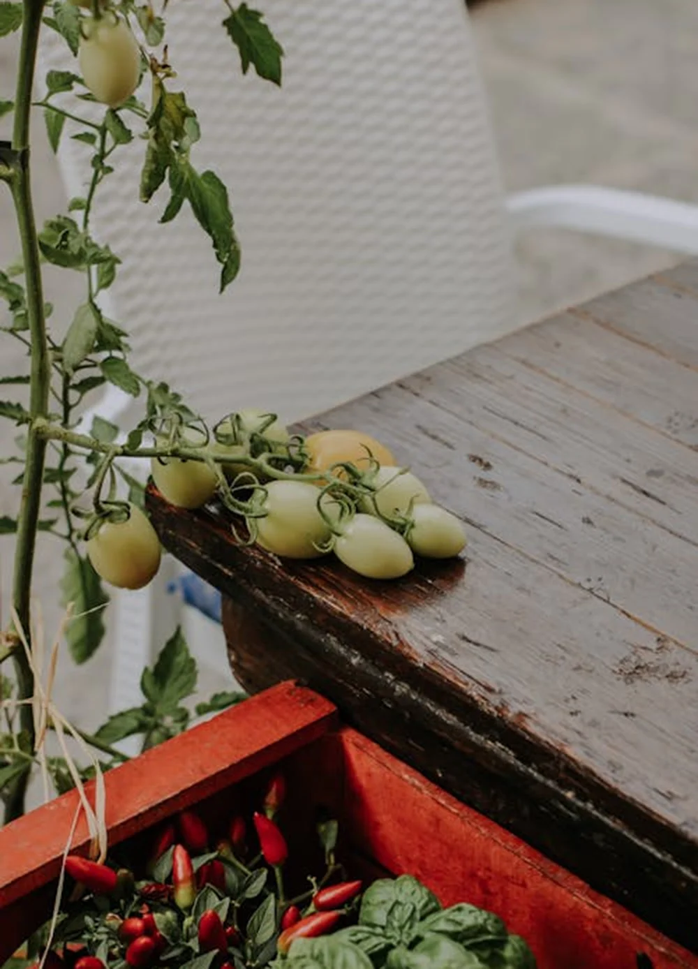 We grow fresh, organic produce using clean methods that protect nature, healthy food.